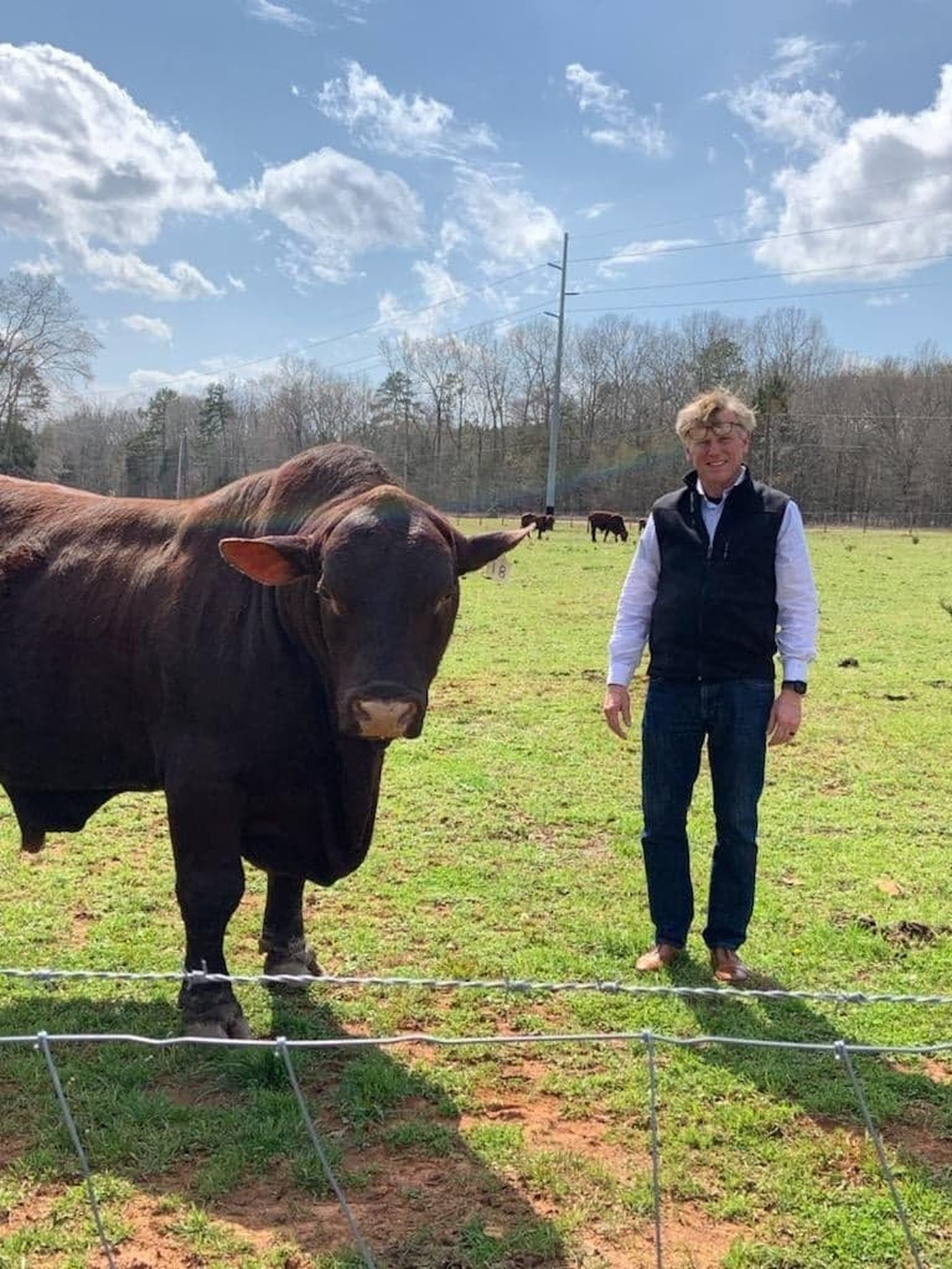Cattle grazing on open pasture